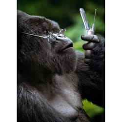 Avanti Press Seasonal Gorilla With Flip Phone Father's Day Card Paper 2 pc