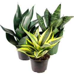 National Plant Network Sansevieria Hahnii Grower House Plant