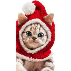 Avanti Press Christmas Kitten Knit Santa Hat Greeting Card Paper 4 pc