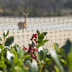 Greenscapes 14 ft. L X 14 ft. W Bird Netting