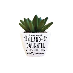 Sentiment Succulents 4 in. H X 2.25 in. L Multicolored Plastic Planter