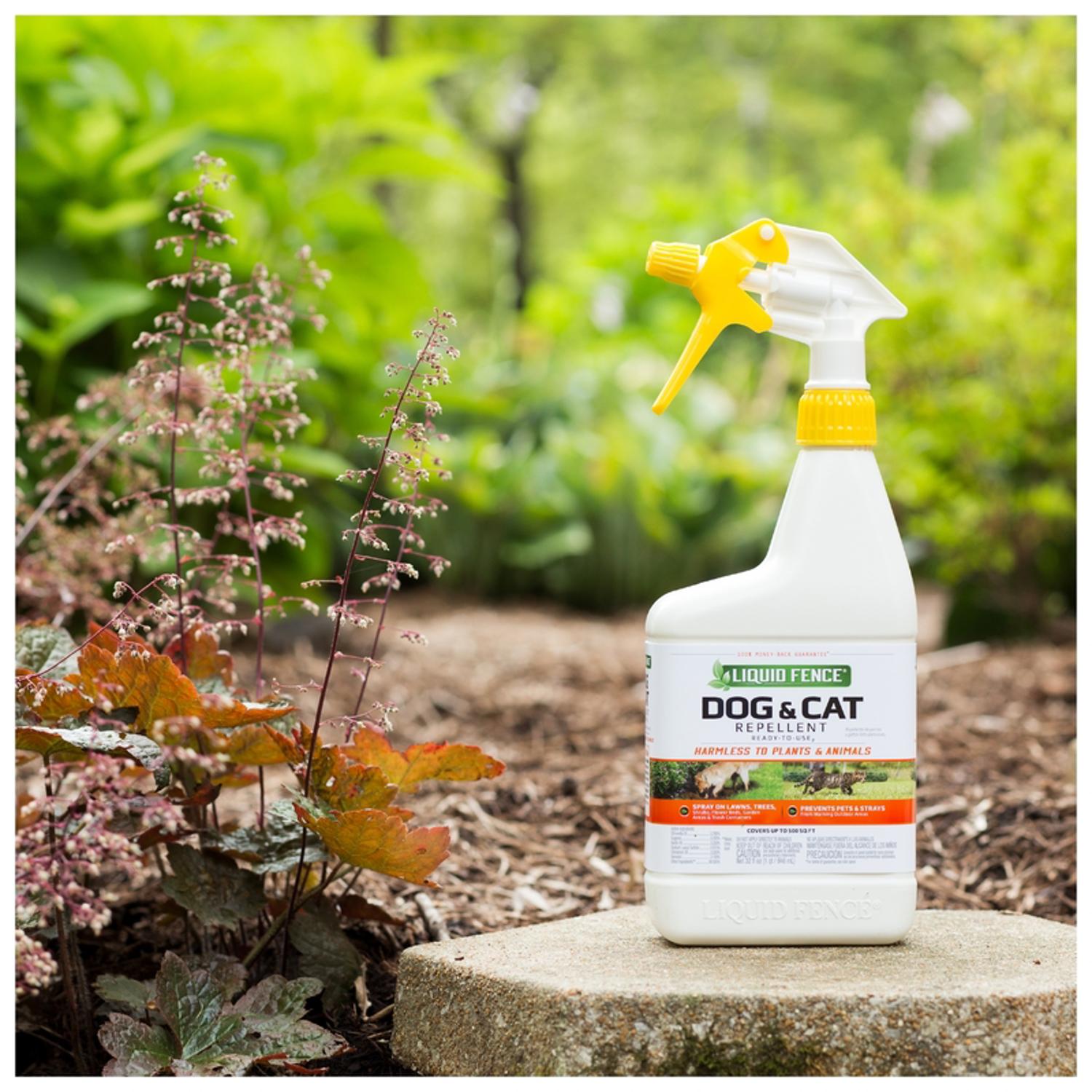 Cat repellent spray for plants best sale