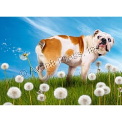 Avanti Bulldog with Dandelion Birthday Card Paper 2 pc