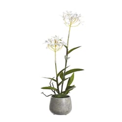 DW Silks 21 in. H X 8 in. L Polyester White Epidendrum Orchids in Stone Planter