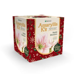 DeGroot Amaryllis Gift Box Bulb Kit 1 pk (ASSORTED COLORS)