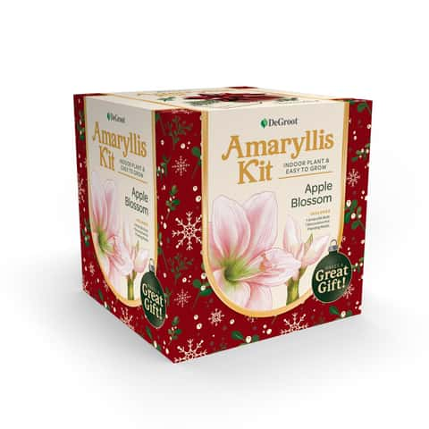 Kit Anti-Stress – Amaryllis