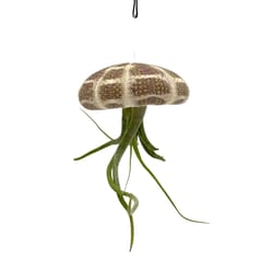 Russell's Bromeliads Multicolored Sea Urchin Hanging Decorative Planter Air Plant