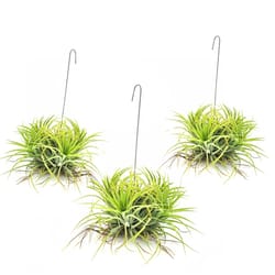 Russell's Bromeliads Tillandsia Cluster Air Plant