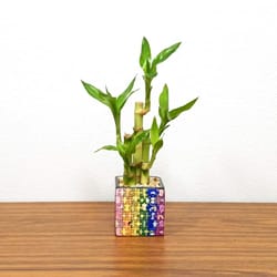 Eve's Garden 10 in. H X 3 in. W X 3 in. D Ceramic Puzzle Vase with Lucky Bamboo Stalks Multicolored