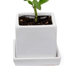 Chive Cube and Saucer 3 in. D Ceramic Succulent Pot White