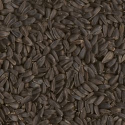 Ace Songbird Black Oil Sunflower Seed Wild Bird Seed 20 lb