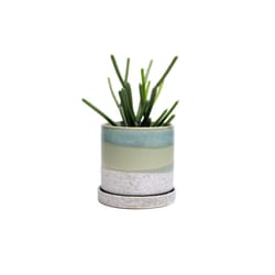 Chive Minute 5 in. D Ceramic Flower Pot Green Cement