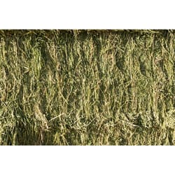 Locally Sourced Hay Alfalfa Bale 2 String