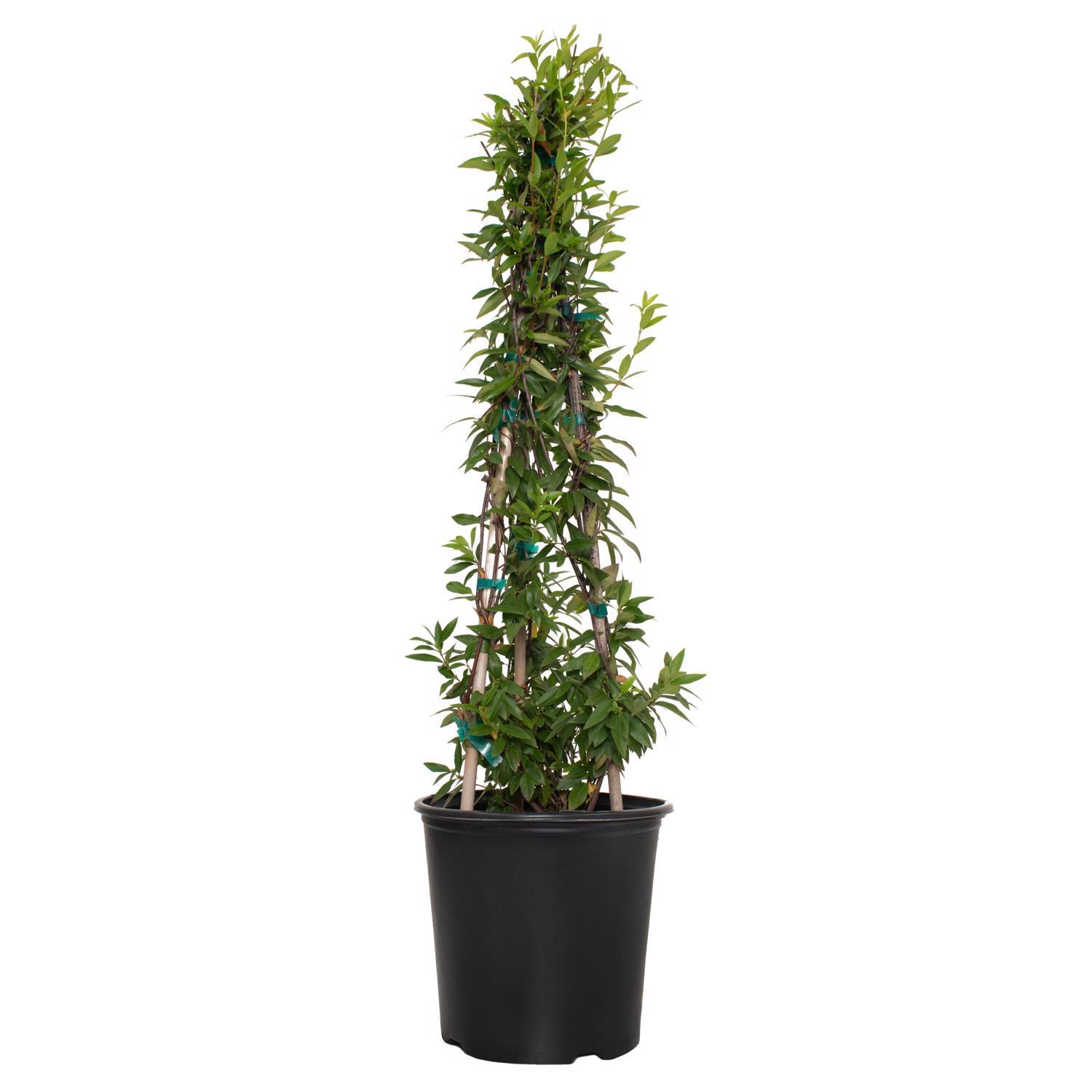 jasmine☆Uco National Plant Network Carolina Jessamine Grower Shrubs Mfr