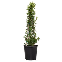 National Plant Network Carolina Jessamine Grower Shrubs