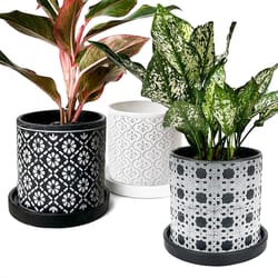 Chive Balter 5 in. D Ceramic Succulent Pot Black Lattice