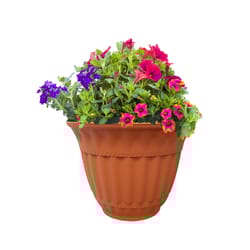 Misco Milano 15.9 in. H X 21 in. D Plastic Planter Clay