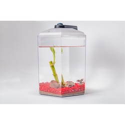 Froggy's Lair Aquatic Biosphere with African Dwarf Frogs 1 pk