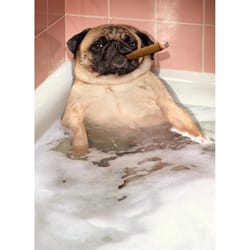 Avanti Seasonal Pug Takes Bubble Bath Father's Day Card Paper 2 pc