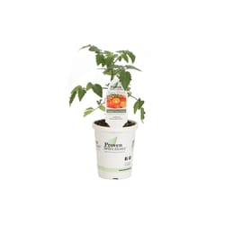 Proven Selection Tasty Treat Orange Sungold Tomato Vegetable Plant