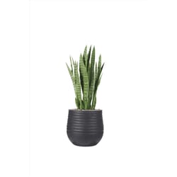 DW Silks 42 in. H X 16 in. W X 16 in. D Plastic Sansevieria in Ribbed Planter Black