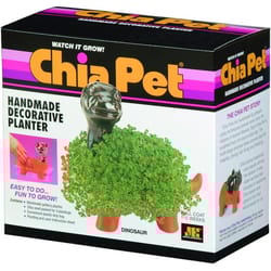 Chia Pet Dinosaur Decorative Planter Clay 1 pk