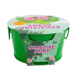 Buzzy Kids Painted Sensitive Plant Mini Basin Seed Grow Kit 1 pk