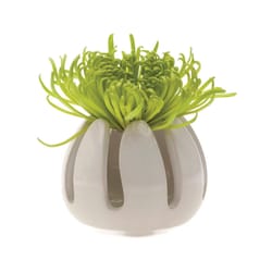 Chive Gideon 2.5 in. D Ceramic Air Plant and Succulent Grassy White