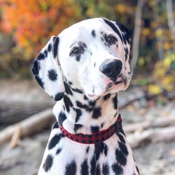 Up Country Red Buffalo Check Nylon Dog Collar Small