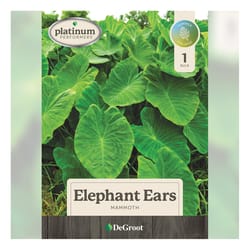 DeGroot Platinum Perfomers Elephant Ears Bulb 1 pk