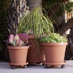 Bloem 3.5 in. H X 16 in. W X 16 in. D Terracotta Plastic Plant Caddy