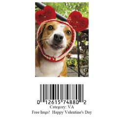 Avanti Press, Inc. Dog With Heart Hat Greeting Cards Paper 1 pk