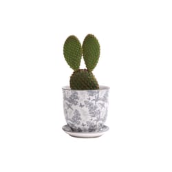 Chive Liberte 3.25 in. D Ceramic Succulent Pot Grey Forest