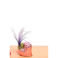 Eve's Garden Ceramic Dimple Air Plant and Succulent Pink