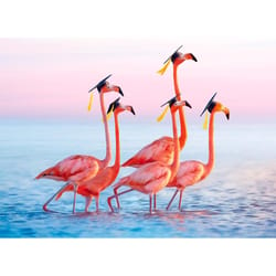 Avanti Seasonal Flamingo Grads Graduation Card Paper 2 pc