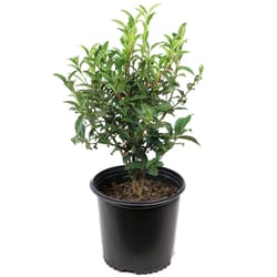 National Plant Network Camellia Sinensis Grower Shrubs