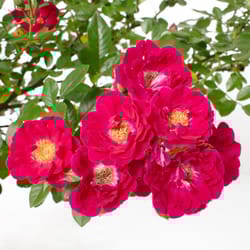 National Plant Network Pink Rose Pink Crush Grower Flowering Plant