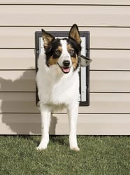 PetSafe 8 in. H X 11 in. W Aluminum Wall Entry Pet Door