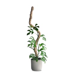 Mossify Bendable 42 in. H Natural Moss Pole