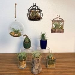 Eve's Garden Ceramic Air Plant and Succulent Multicolored