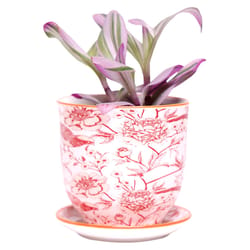 Chive Liberte 3.25 in. D Ceramic Succulent Pot Red Pheasant