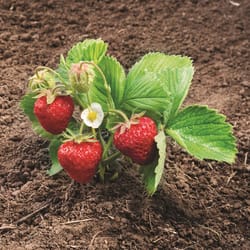 DeGroot Ozark Beauty Strawberry Plant 10 pk