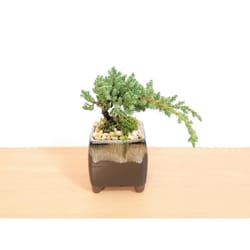 Eve's Garden 6 in. H X 3.5 in. D Ceramic Drip Pot Bonsai Tree Brown