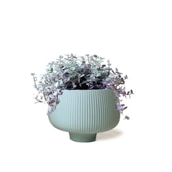 Chive Lilo 6 in. D Ceramic Cachepot Olive