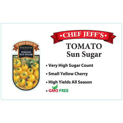 Chef Jeff Yellow Premium Sun Sugar Tomato Vegetable Plant