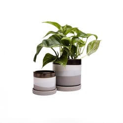 Chive Minute 5 in. D Ceramic Flower Pot Mocha Cement