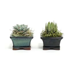 Eve's Garden 3.5 in. H X 2.5 in. W X 2.5 in. D Ceramic Dish Garden Air Plant and Succulent Black/Gre