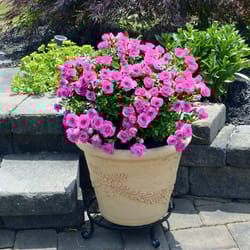 National Plant Network Purple Miniature Rose Grower Flowering Plant