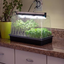 SunBlaster 17 W Mini Hydroponic Greenhouse System