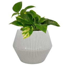 Planters and Pots - Ace Hardware